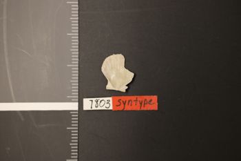 Media type: image;   Malacology 7803 Description: Digital documentation photo of dry specimen;